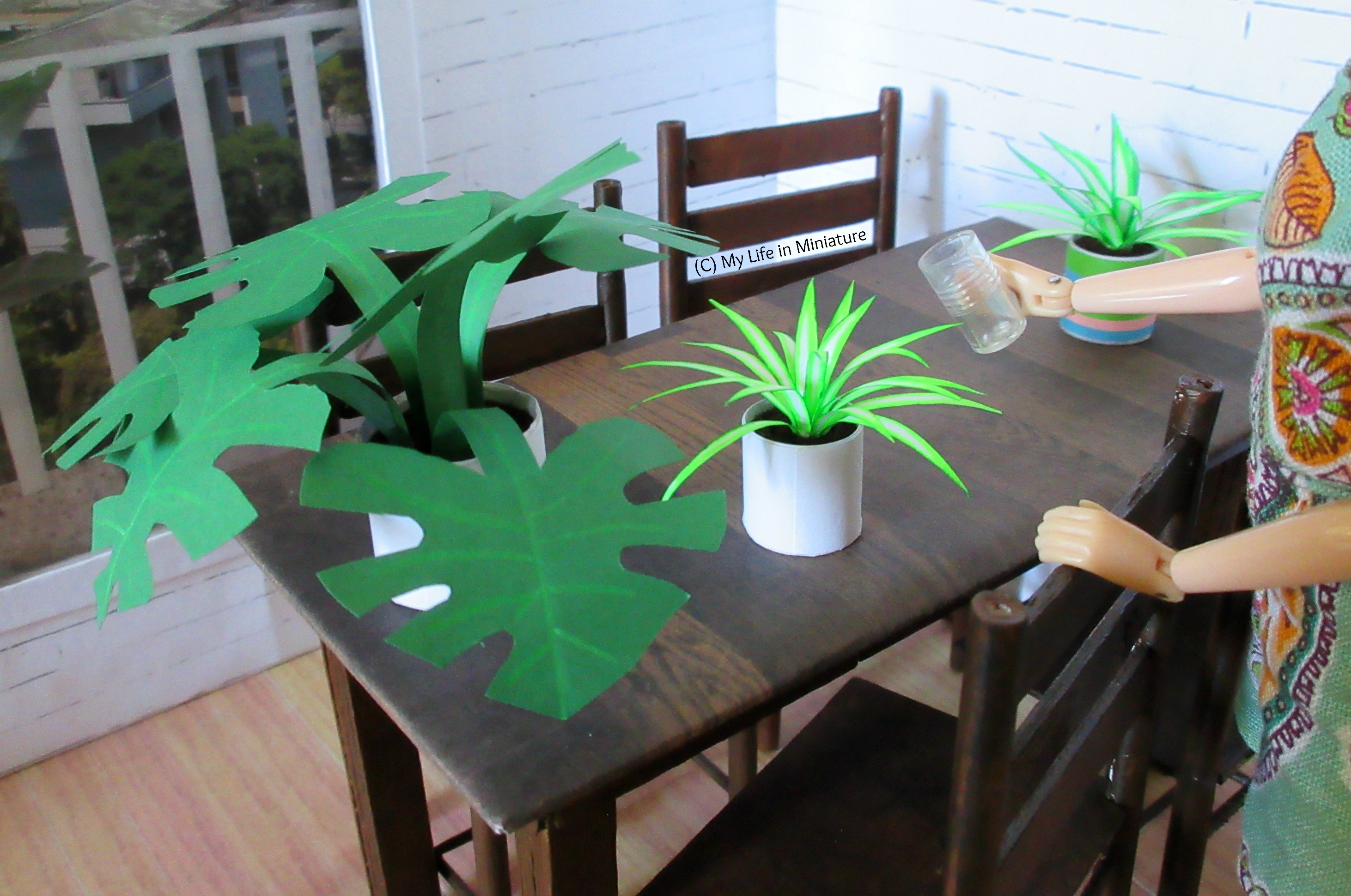 Sarah waters the other spiderplant with a drinking glass of water. It and the monstera sit side-by-side on the dining room table. 